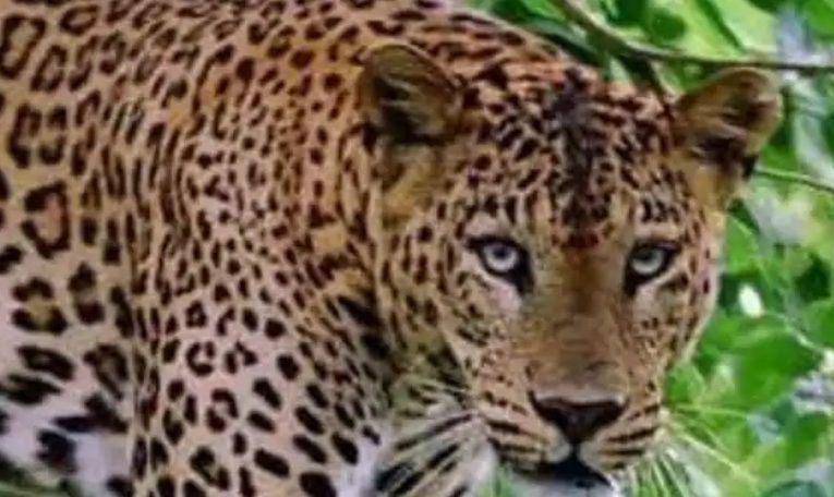 उत्तर प्रदेश के बिजनौर जिले मे तेंदुआ पकड़ा गया