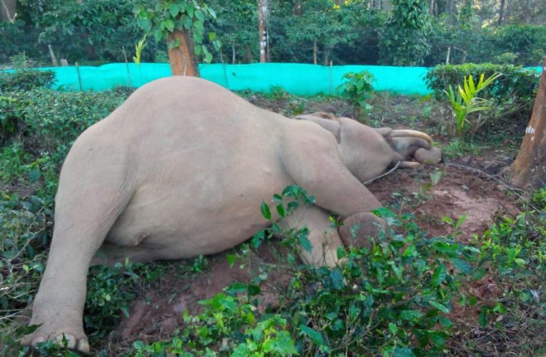हाथी गलती से बिजली ट्रांसमिशन लाइन के संपर्क में आ गया, उसकी मौत हो गई