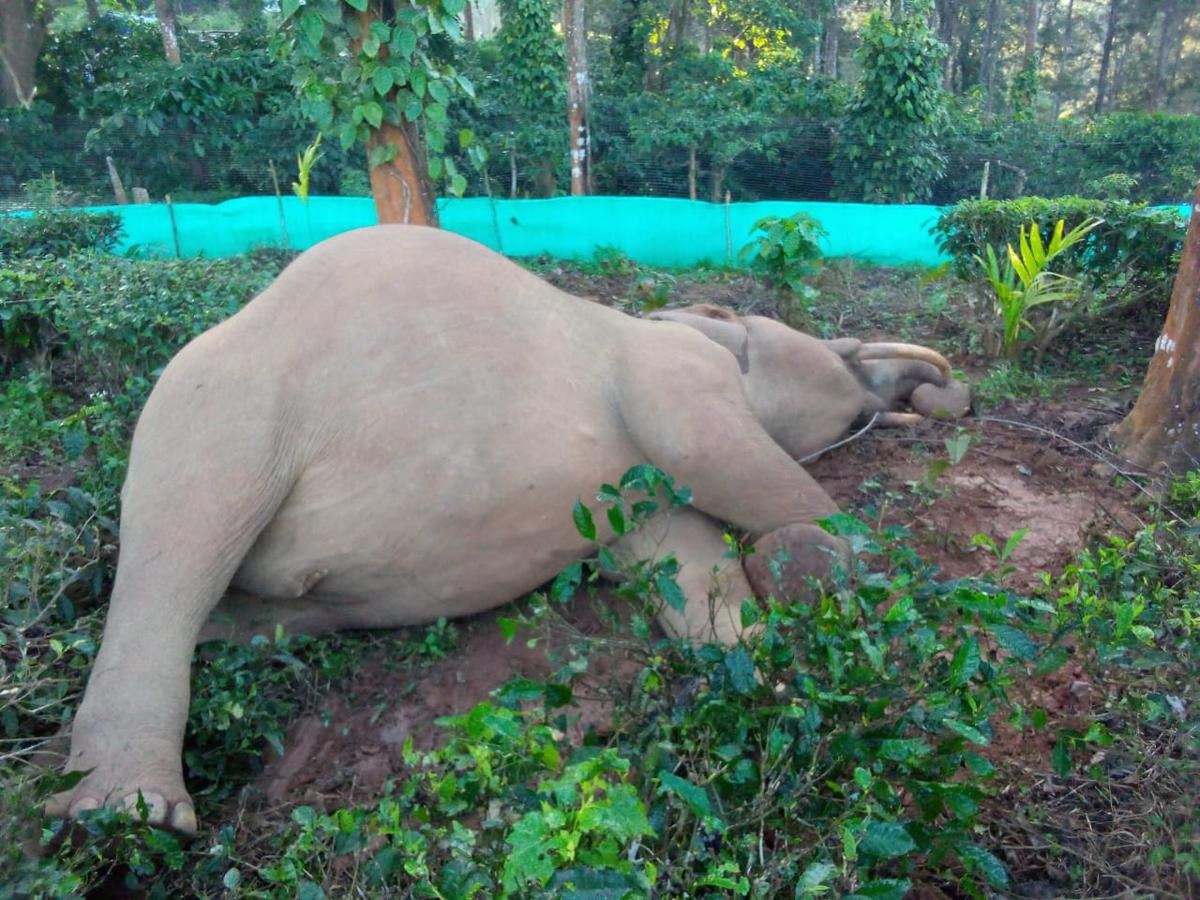 हाथी गलती से बिजली ट्रांसमिशन लाइन के संपर्क में आ गया, उसकी मौत हो गई