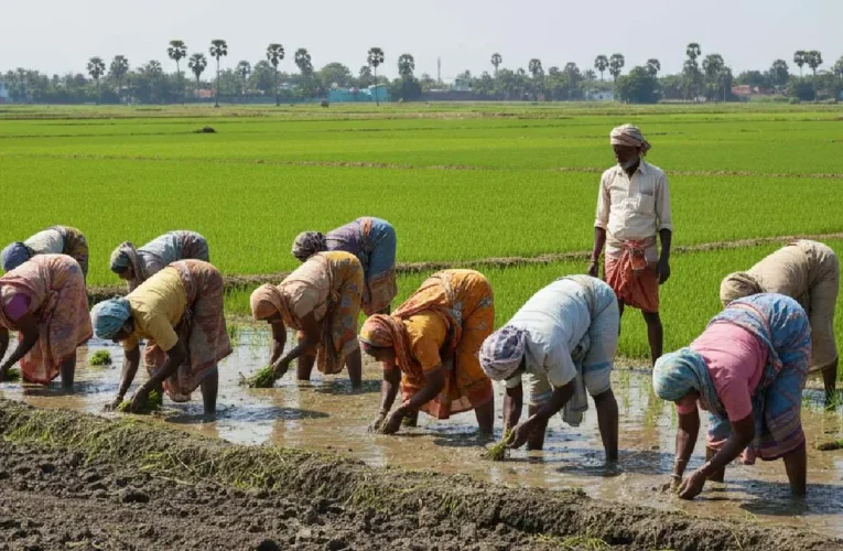 खेती-किसानी करने वालों की किडनी क्यों हो रही खराब? लैंसेट का खुलासा